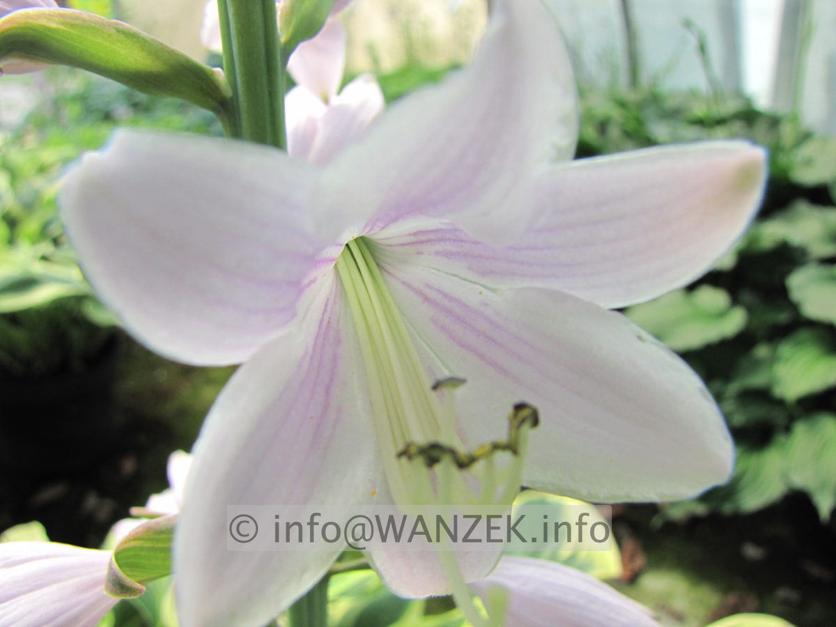 Hosta Hybride Wide Brim MacroBluete 1.JPG